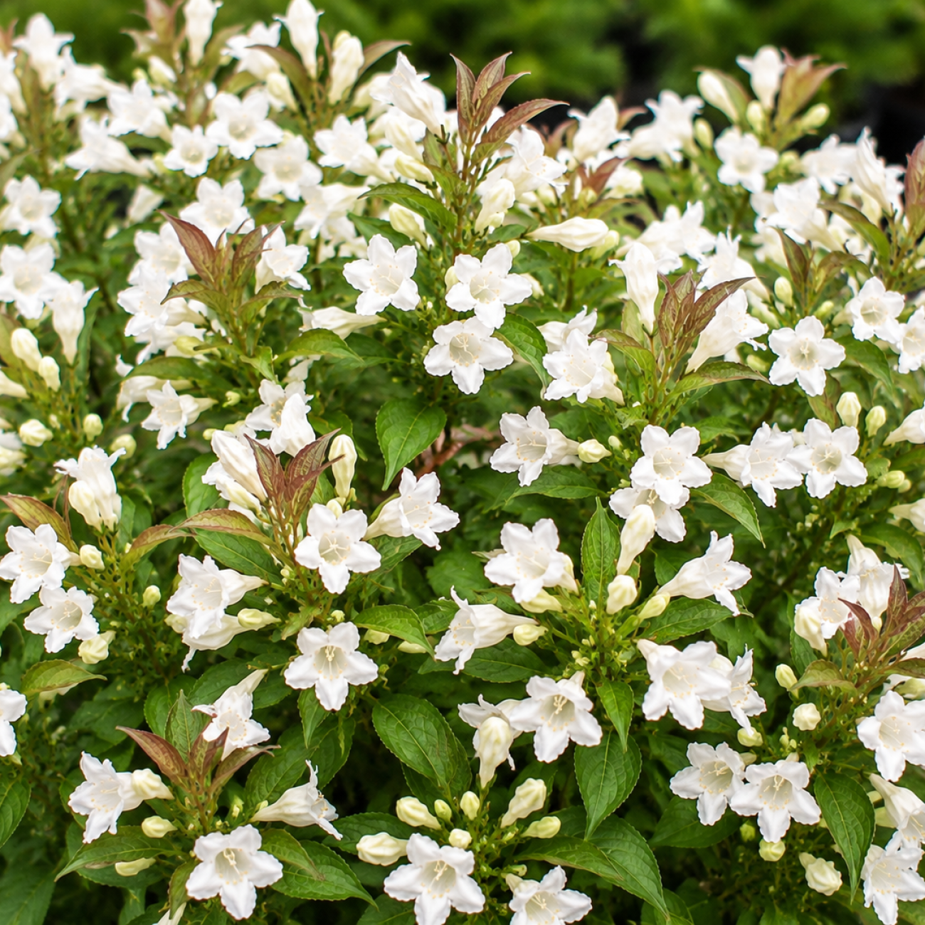 Obrázok Vajgela kvetnatá (Weigela florida) ‘PICOBELLA BIANCO’- výška 25-35 cm, kont. C3L
